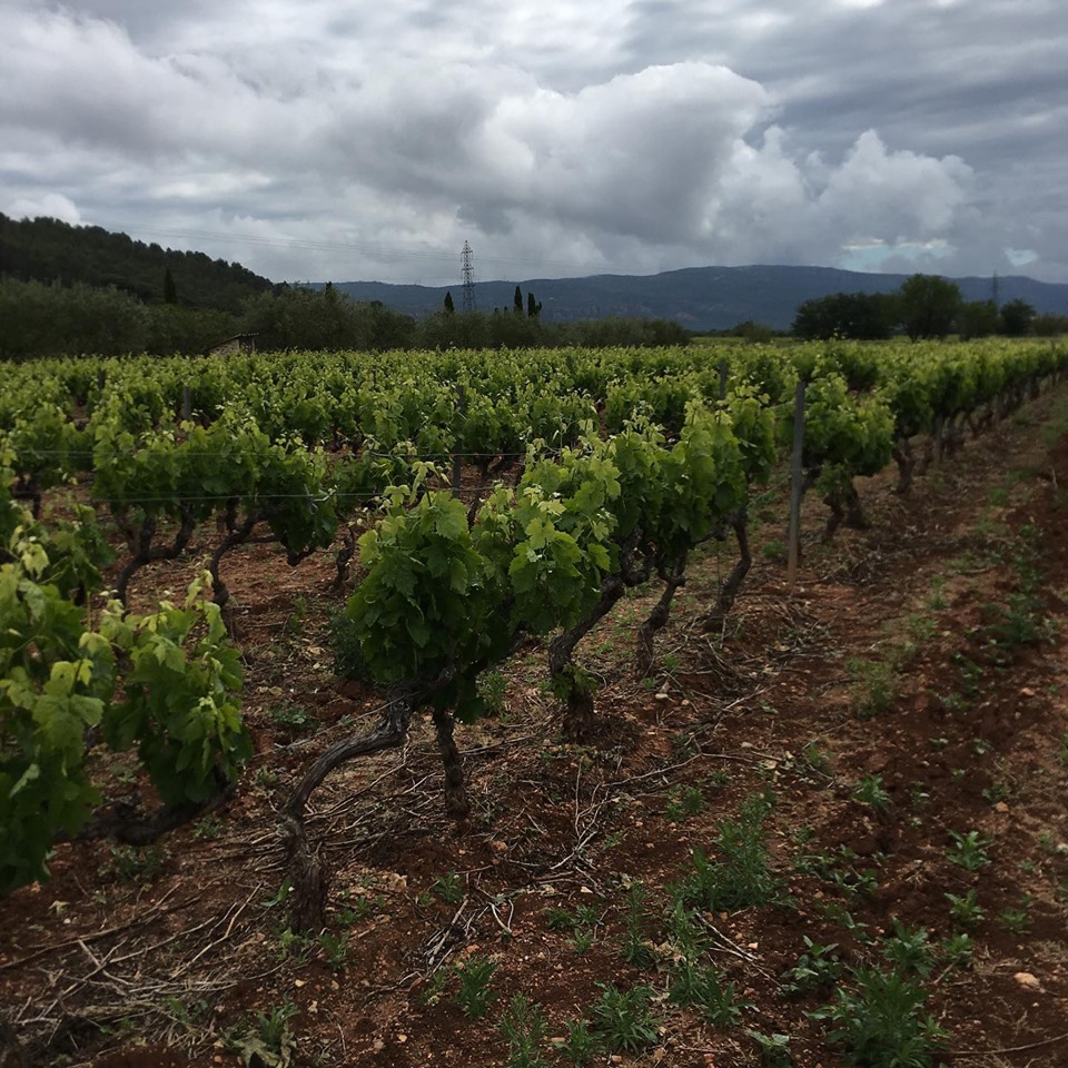 60339919_10157830772326323_9157849746658820096_n