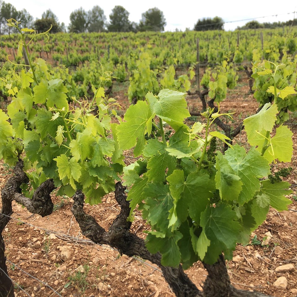 60786292_10157830772916323_3470666177435402240_n